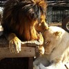 這隻獅子曾經距離死亡只有一步之遙，找到了愛人後有了巨大轉變！