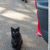 超萌！黑貓嚴肅地盯著路過的人，視線往下一看卻發現激萌的大亮點！