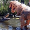 嫌自己命大？動物園巡查員身著「霸王龍裝」手拿食物對巨鰐「挑釁」：「鱷魚太胖了」
