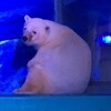 「已出現崩潰症狀」全世界最悲慘的北極熊被困在狹小空間內，終日不見陽光，卻有遊客的閃光燈不斷干擾