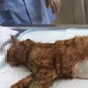 超驚險！貓咪不幸車禍死亡，醫生發現牠已懷孕，剖腹的結果..讓大家心驚肉跳！