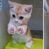 看到我的肉掌沒？小貓伸出肉掌賣萌還不夠，一臉要求討抱抱的樣子讓人萌到噴血！