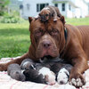 「全世界最大」的比特犬「浩克」生了八隻小狗，一隻要價173萬元！