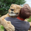 被遺棄獲救的小獅子長大後，跟在主人身邊不離不棄，每天都要討抱抱