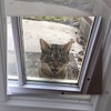 「快點收編本喵!!!!」一早起床看見有貓來求收編，但這臉也太囂張了吧！