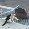 小貓被丟棄路邊「大哭」，主人竟然把牠「所有家當」都丟在街上，這畫面讓人心碎！