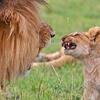 小屁孩獅對爸爸亂吼，獅子爸爸下一秒竟然.....大家都笑翻啦！！！！