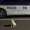 小白狗在去年被警察領養，現在卻長的超大隻，網友笑噴：警察局伙食也太好啦！