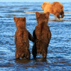 溫馨！媽媽去捕魚，兩隻小熊緊緊牽著彼此的手：等一下魚魚先給你吃