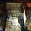 男子在車廂藏了三隻「波斯貓」警察上前查看後...根本差遠了！