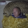狂！男子將獵豹當「枕頭」一起睡覺，獵豹還舒服的呼嚕呼嚕叫！