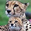 融化！獵豹寶寶對著媽媽撒嬌，不管長多大隻心裡都還是寶寶呢