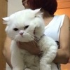 朋友開心炫耀家裡養了隻「小白貓」，傳來照片給我看後瞬間笑噴：哪有「小」白貓阿！！！