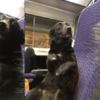隔壁乘客「毛毛的」？狗狗學人坐火車笑翻網友，被發現還心慌慌！