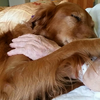 「放心，有我在身邊」醫療犬JJ陪伴病人走完生命中的最後一程