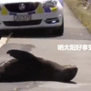 這隻小海豹沒事爬上公路曬太陽，警察只好天天來這裡「勸牠」(附影片）