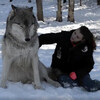 根本哈士奇！大狼看到最喜歡的保育員來訪，「噗通」坐在她身旁接著翻肚賣萌！