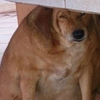 「愛牠就不要亂餵牠」巴西重量級流浪狗為保命怒減14公斤！