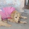 痛心！美國全版廣告上刊登這隻「為愛被犧牲」的狗狗的故事，結局讓人淚崩！