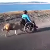 「以前你保護我，現在換我保護你！」狗狗推著坐輪椅的主人去散步，感人影片突破200萬次點閱！