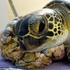 海龜頭上增生巨大腫瘤，幾乎是頭的「兩倍大」重達快「一公斤」，專家直言「人類造成的」