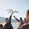 中國遊客為了和紅嘴鷗拍照，竟抓住其翅膀...最後翅膀斷了
