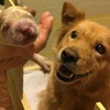 狗狗最近生了小寶寶，主人抱起小狗時汪汪一臉得意：「這我生的喔～厲害了吧～」