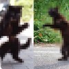 黑貓真的比較難拍？日本攝影師表示不服親自上陣！結果...好吧真的不好看 XD