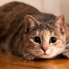 貓咪真的可以「看到鬼」嗎？不用再自己嚇自己了！專家解釋為什麼貓咪會盯著某處看！
