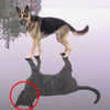 網友傳了一張狼犬站在冰湖上的照片，然後修圖大戰就開始了....讓人笑到剛敷上的面膜都掉了！