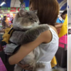 泰國一隻超霸氣「豬貓」，體型巨大吸引人拍照！遇到水之後...蔫了！？
