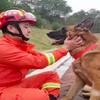感人！「我退伍了，想帶上我的搜救犬戰友，可以嗎？」，消防勇士這句話暖哭網友！
