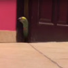 這隻鸚鵡探頭偷看門內有沒有人 然後看完後牠竟然這樣做！哈哈哈這什麼鳥？
