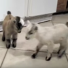 這段萌萌影片不得了了！看了都想養隻羊來當寵物了！