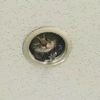「草！事跡敗露惹！！」這8組間諜貓監視人類的照片....每一張都讓人笑翻啦！
