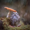 「這蘑菇不夠大朵！」用蘑菇當傘的小貓頭鷹爆紅還有其他原因....看到的網友都完全融化啦！
