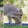 讓人感動又淚崩的照片！動物園內母獅辭世前幾天與最愛的孩子相擁抱，沒想到就從此醒不來了