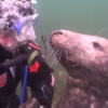 潛水時，海豹突然游過來拜託我事情...牠的請求讓大家笑炸！（影片）