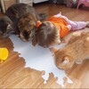 「打翻牛奶後，小女兒壞掉惹...」這8組毛孩跟小主人搗蛋的爆笑照片....每一張都讓人笑噴又融化！