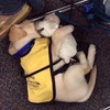 剛上完課的小導盲犬完全累攤了，一起來看看牠們的訓練內容...真的超級辛苦！