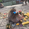 胖到沒朋友⋯獼猴肥到肚子拖地，被抓去勒令減肥！這次不是阿嬤養的，是遊客亂餵害的啦！
