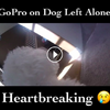 主人想知道狗狗獨自在家都在做什麼，於是把相機綁在狗狗身上，記錄到的畫面卻讓他差點淚崩！