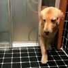 上廁所上到一半衛生紙沒了，主人叫黃金獵犬去幫他拿，狗狗叼回來的東西讓他大哭：「真的是要菊花殘了！」