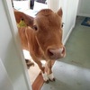 「Hi~你洗完澡啦～」出浴室門看到牛來迎接就知道完蛋，這兩隻闖空門的牛...真的讓看的人全笑翻！