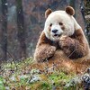 終於可以拍彩色照片了!!!全世界唯一的「棕色」熊貓，因為特殊顏色被爸媽拋棄、卻在人類世界大爆紅！