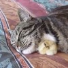 每天抱著自己養的小鳥睡覺，沒想到雛鳥因為長大的速度太快...喵皇的反應讓人笑噴(影片)