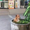 「你幹嘛在便利商店外泡澡啦!!!!」這7隻搞錯地方睡覺的狗狗讓人完全笑噴！