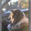 傳了狗狗在車上的照片，媽媽卻回說：「你完蛋了！」背後原因讓網友完全笑噴！