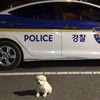 小白狗被警局收編後，在歐爸的照顧下變超大...網友全笑噴！