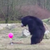 粉紅氣球不小心掉進大黑熊的窩...竟讓熊熊「少女心爆發」！小碎步追氣球的畫面真的太可愛啦！！